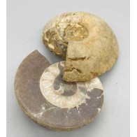 Ammonite Fossil Pair