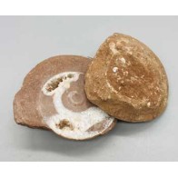 Ammonite Fossil Pair - Ancient Treasures from Indonesia