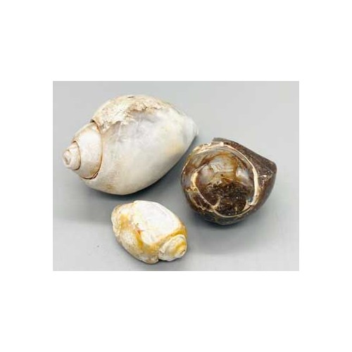 Polished Snail Shell for Decor and Symbolism