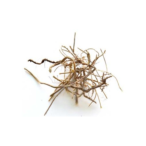 Devil's Shoestring Herb for Protection and Luck