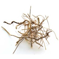 Devil's Shoestring Herb for Protection and Luck