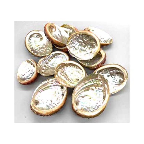 Pack of 100 Abalone Shell Incense Burners 2in-3in