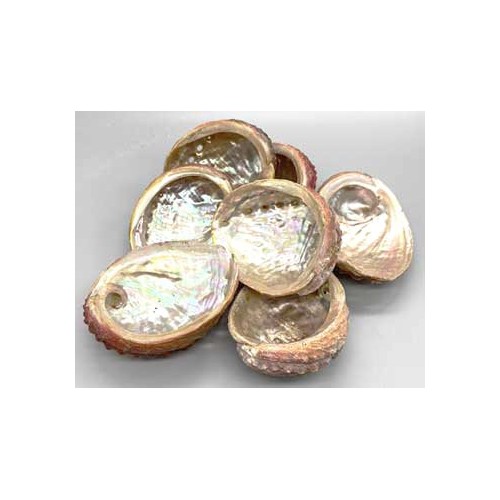 Abalone Shell Incense Burner 3-4 Inch