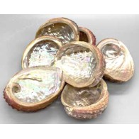 Abalone Shell Incense Burner 3-4 Inch