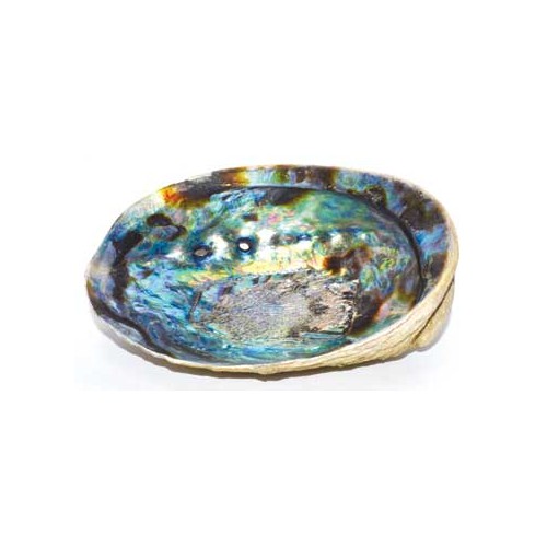 5"-6" Abalone Shell Incense Burner