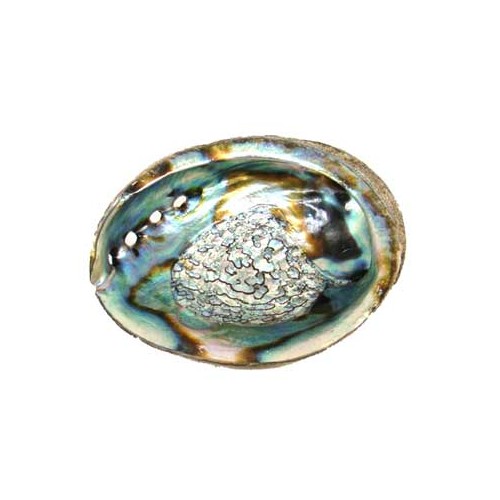 3" - 4" Abalone Shell Incense Burner