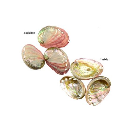 Abalone Shell Incense Burner 2" - 3"