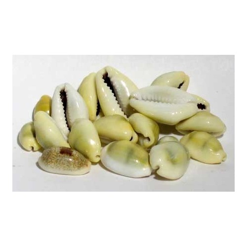 Conchas Cowrie 1 Libra para Manualidades Espirituales