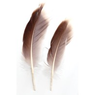 Natural Gray Goose Feather for Magical Writing