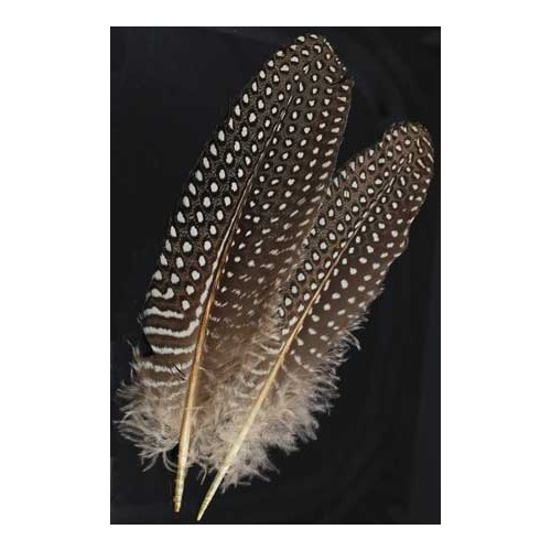 Guinea Hen Wing Feather for Smudging and Runes