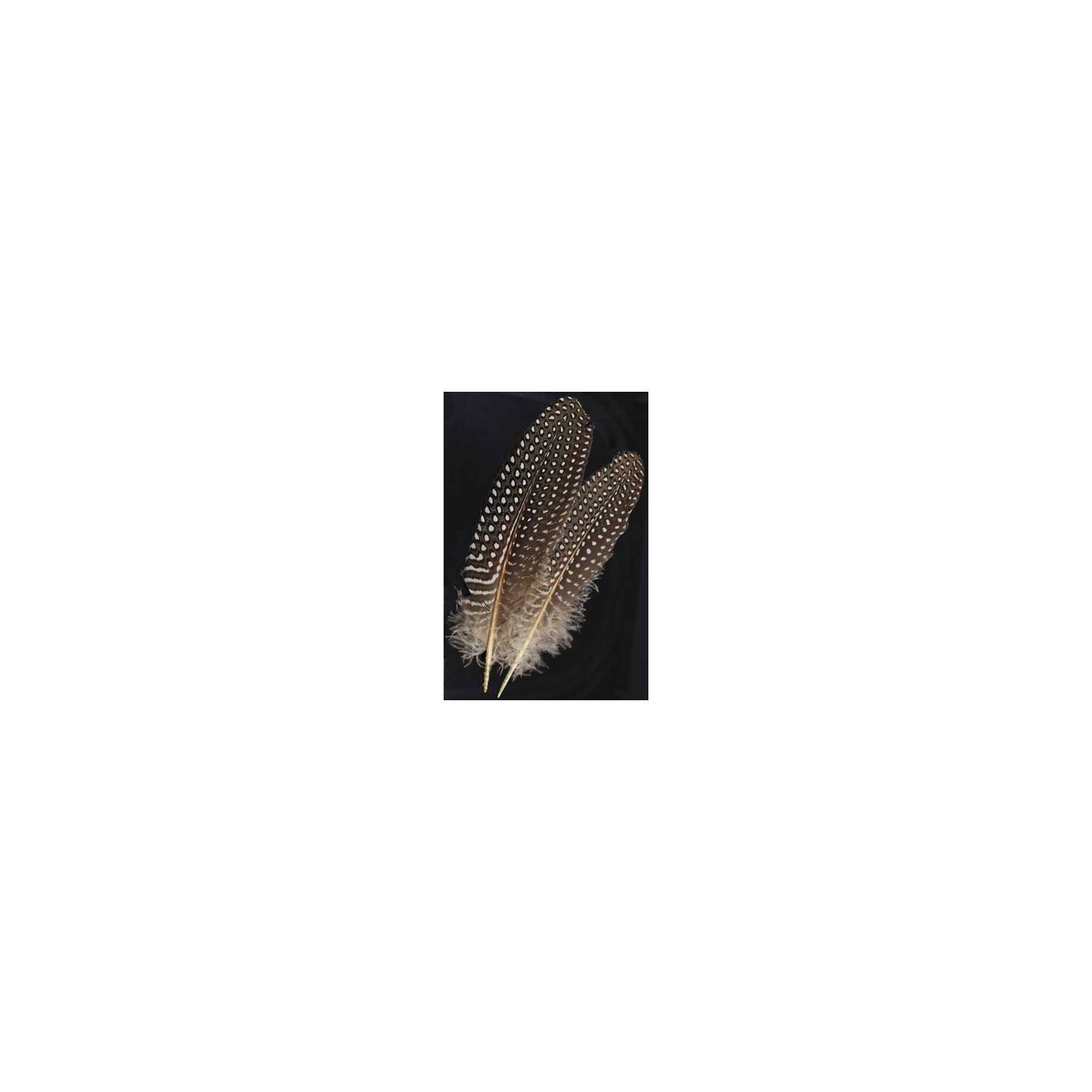 Guinea Hen Wing Feather for Smudging and Runes