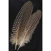 Guinea Hen Wing Feather for Smudging and Runes