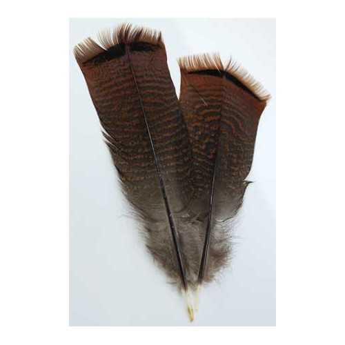 Bronze Turkey Feather for Smudging