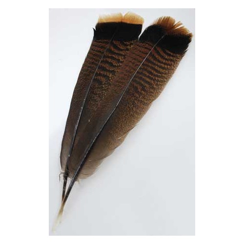 Bronze Turkey Tail Feather for Rituals