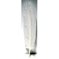 Set de 10 Plumas Blancas 12\"