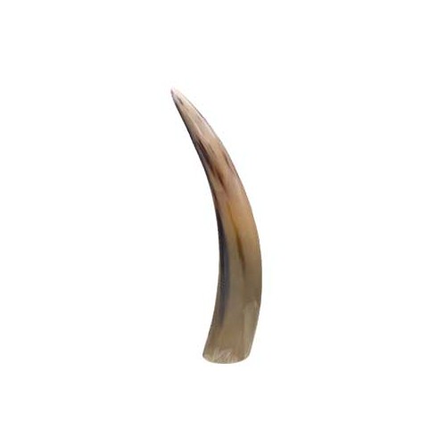 12" Polished Horn End for Protection and Decor