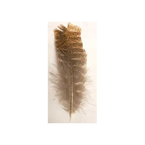 Barred Wing Smudging Feather for Purification