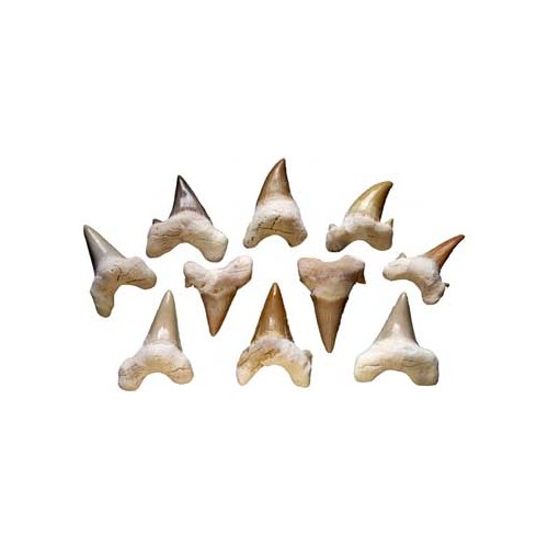 Shark Teeth for Rituals and Decoration