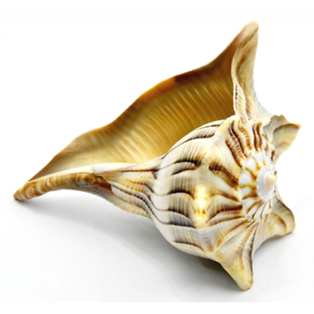 Tiger Dakshinavarti Whelks: Sacred Conch Shell