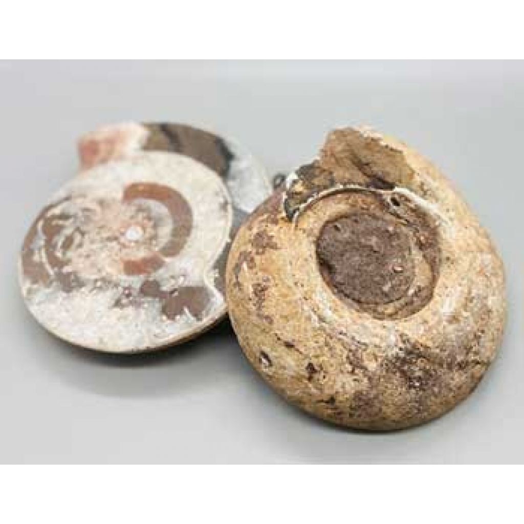 Unique Ammonite Fossil Pair - 3-4 lbs