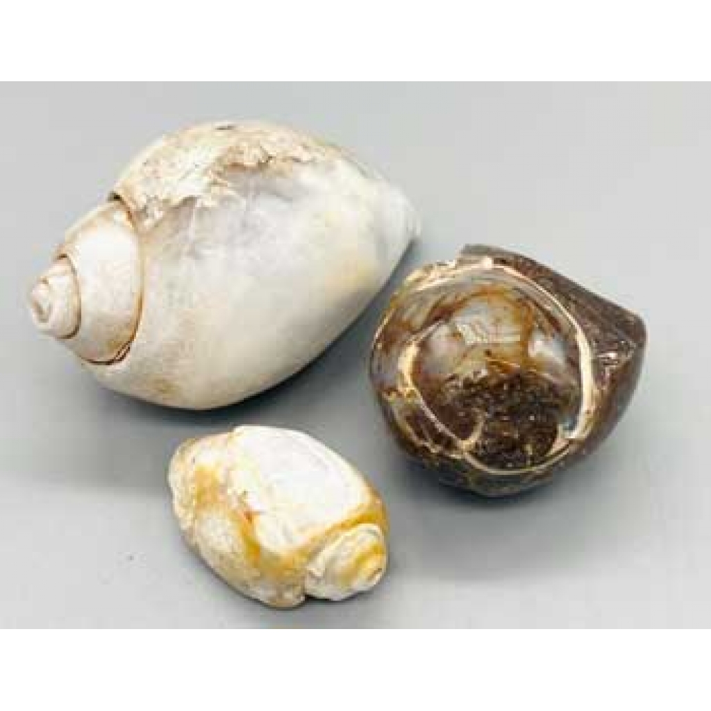 Snail Shell Specimen